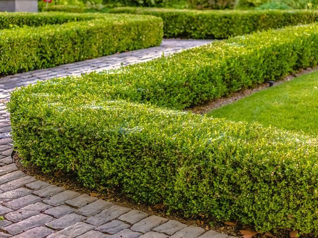 hedge-trimming-2-kireth-ai